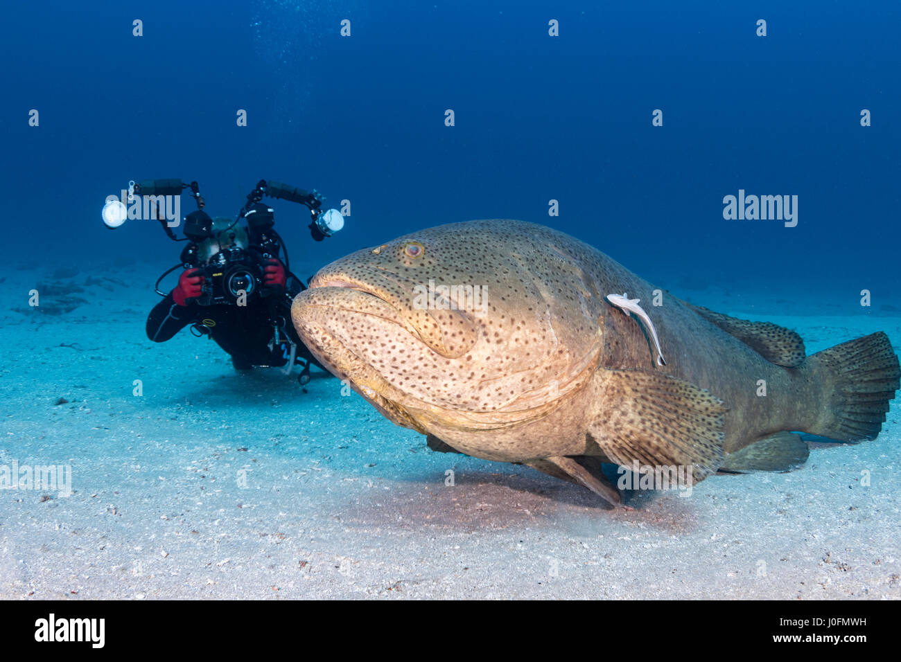 Cernia Golia Foto Stock