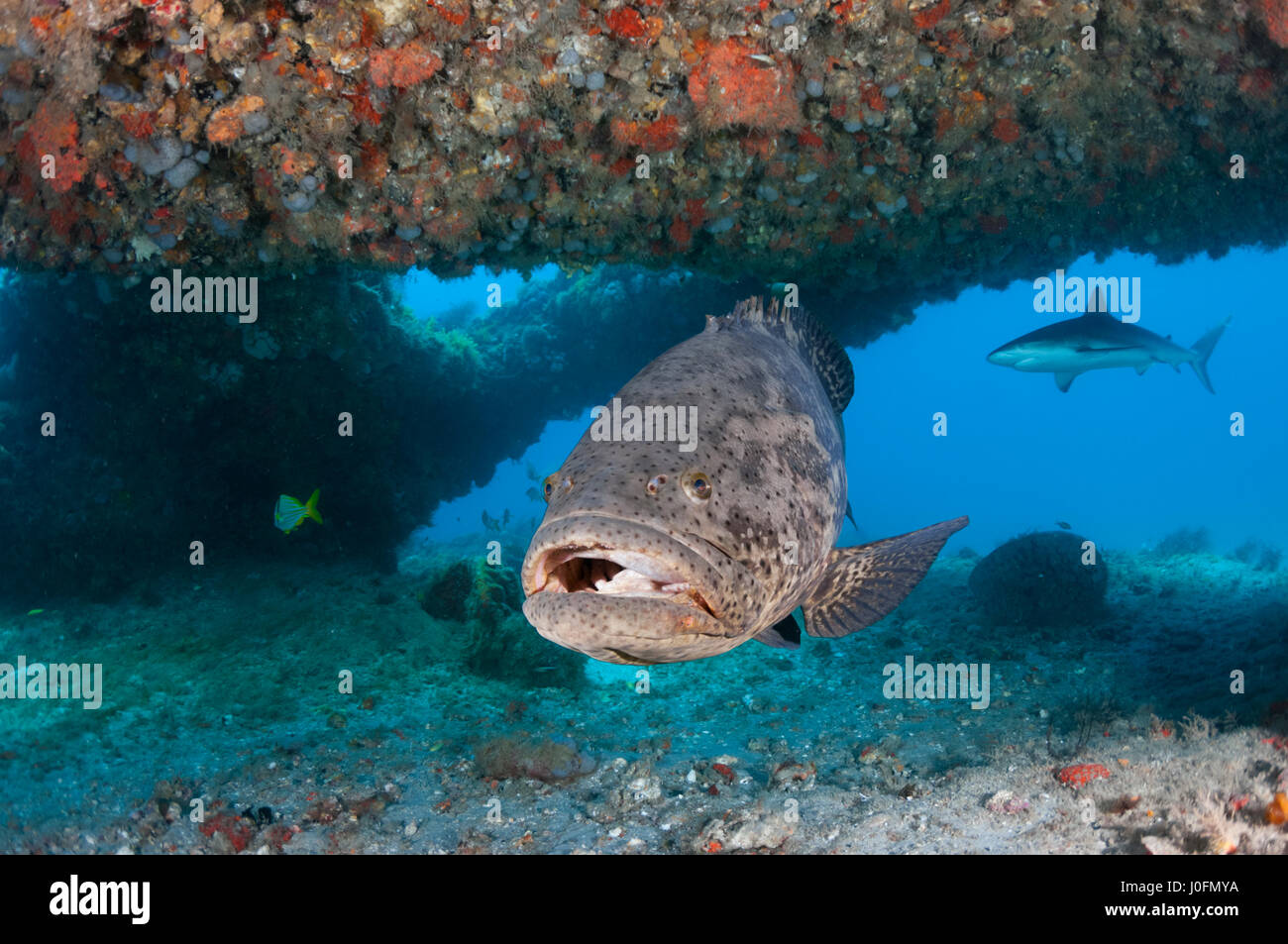 Cernia Golia Foto Stock