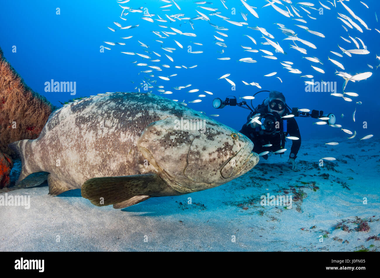 Cernia Golia Foto Stock