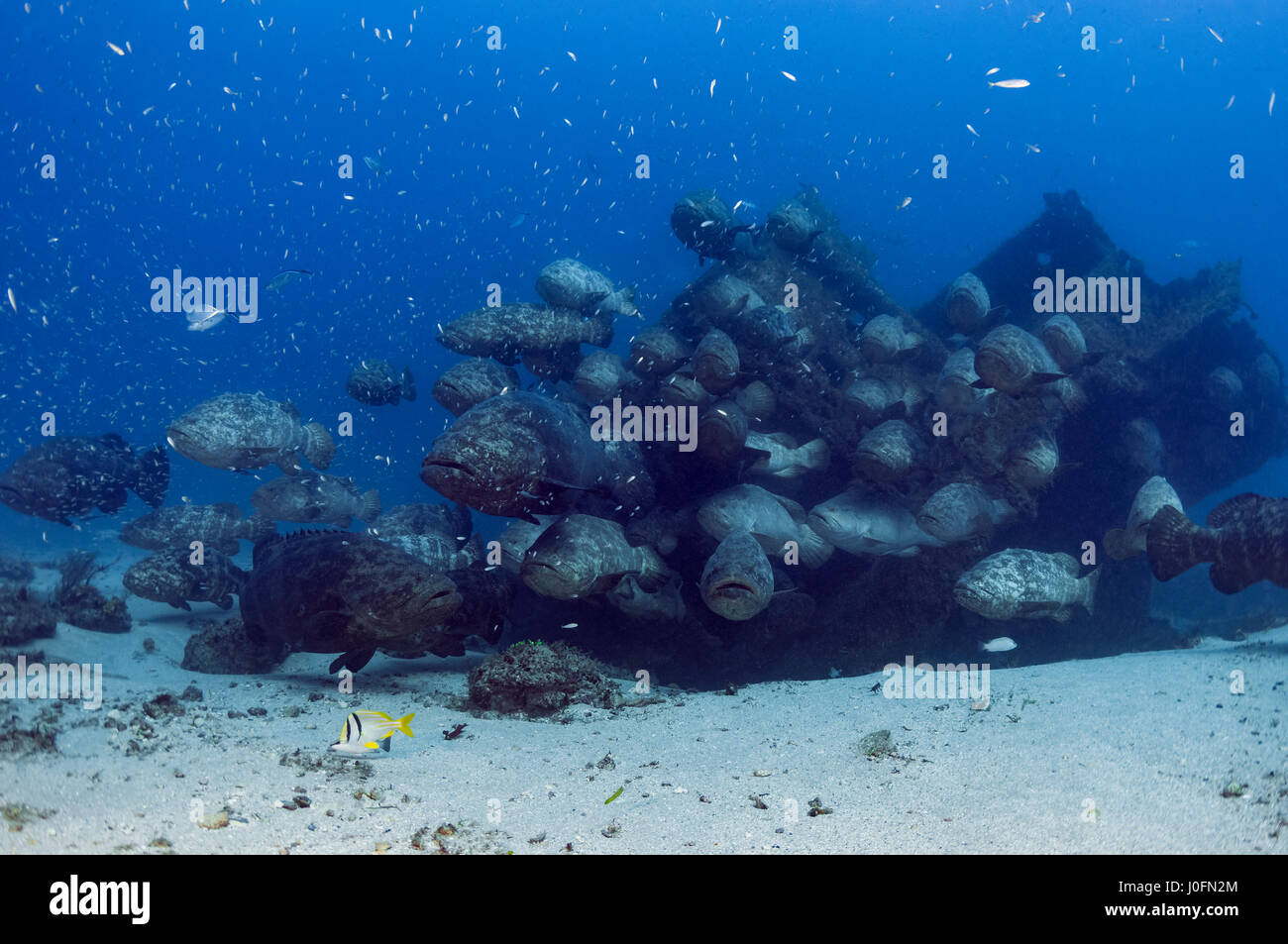 Durante i mesi di agosto e settembre, grandi numeri di Golia il raggruppatore formare aggregazioni riproduttiva fuori della Florida costa sud-orientale. Foto Stock