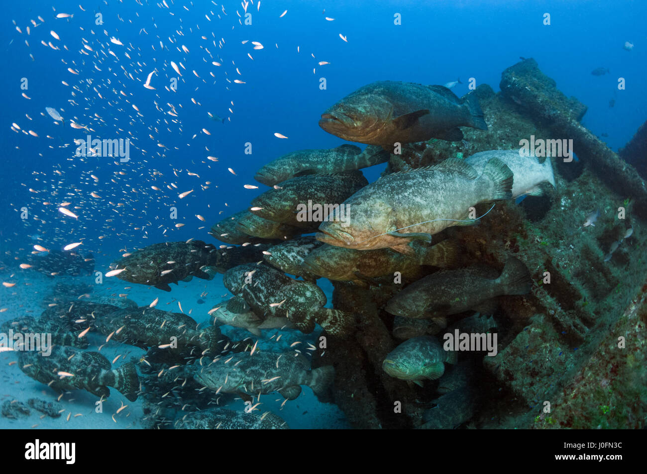 Durante i mesi di agosto e settembre, grandi numeri di Golia il raggruppatore formare aggregazioni riproduttiva fuori della Florida costa sud-orientale. Foto Stock