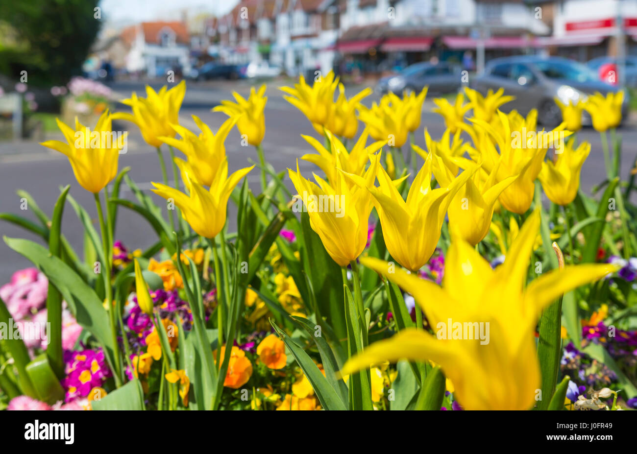 Letto di fiori con open tulipani gialli in una piccola città nel sud del Regno Unito in primavera nel West Sussex, in Inghilterra, Regno Unito. Foto Stock