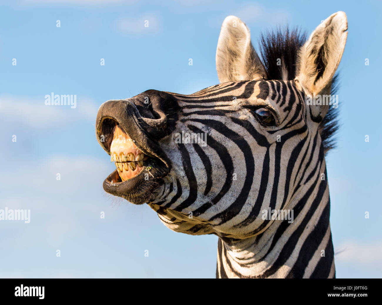 Un colpo di testa, di una zebra che mostra i suoi denti, Pretoria, Sud Africa Foto Stock