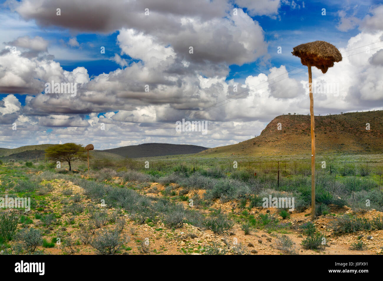 Socievole weaver (Philetairus socius), anche comunemente noto come il comune di social weaver, comune di social-Weaver, e di tessitore sociale Namibia Marzo Foto Stock