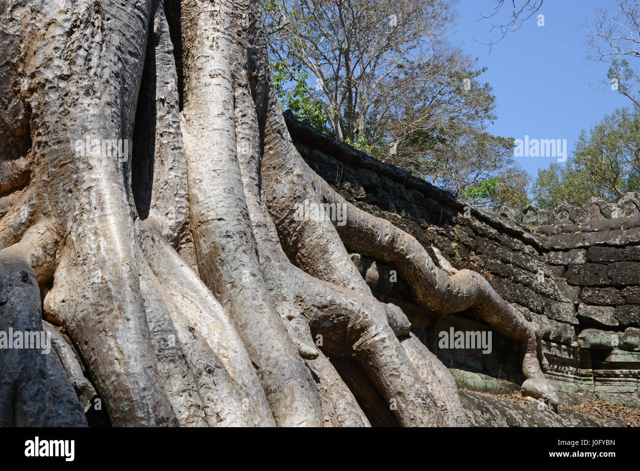 Alberi e rovine di templi di Ta Prohm, Angkor, Cambogia Foto Stock