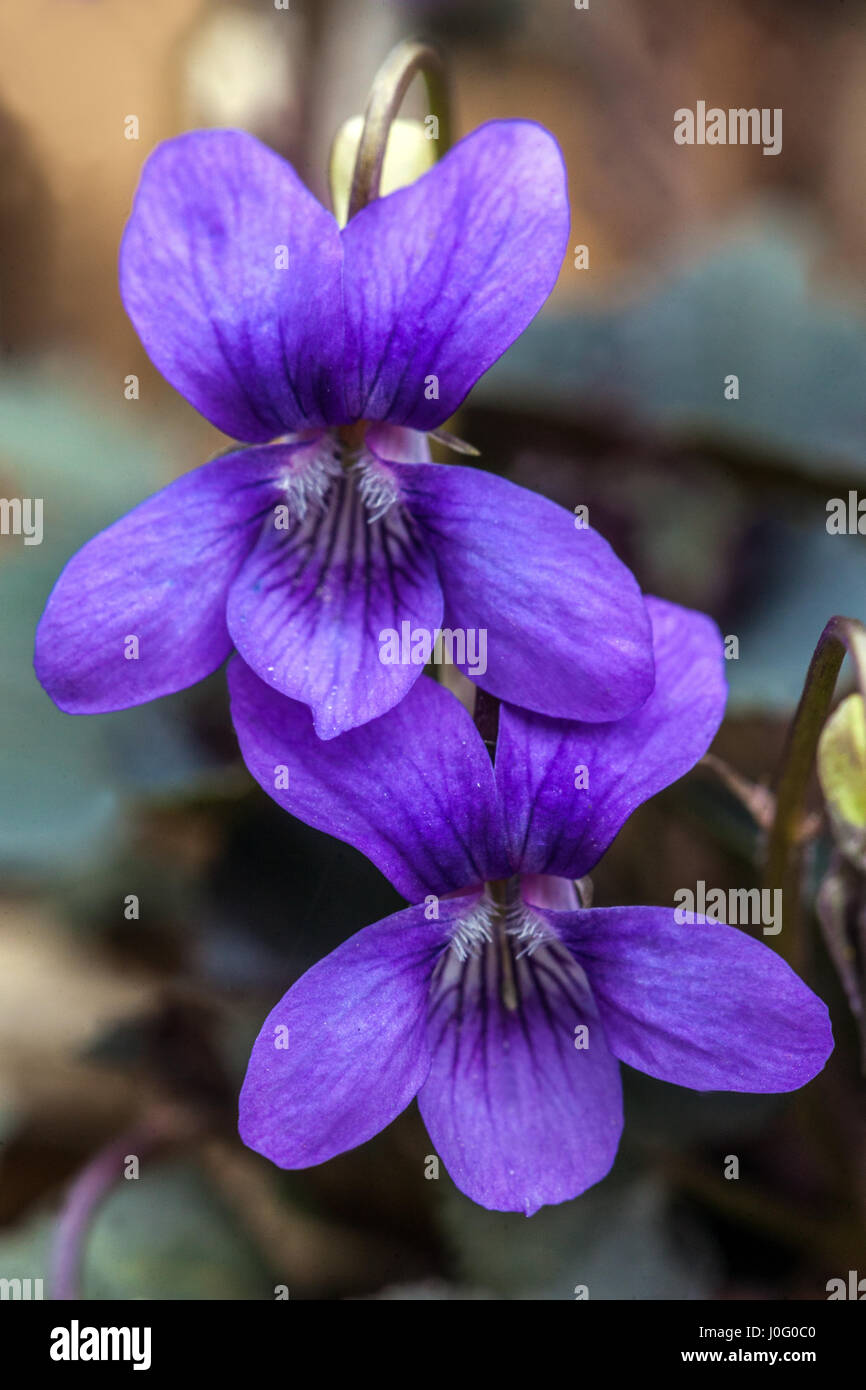 Viola labradorica, cane alpino violetta, Alpine violetta, american dog violetta, cane viola e Labrador viola Foto Stock