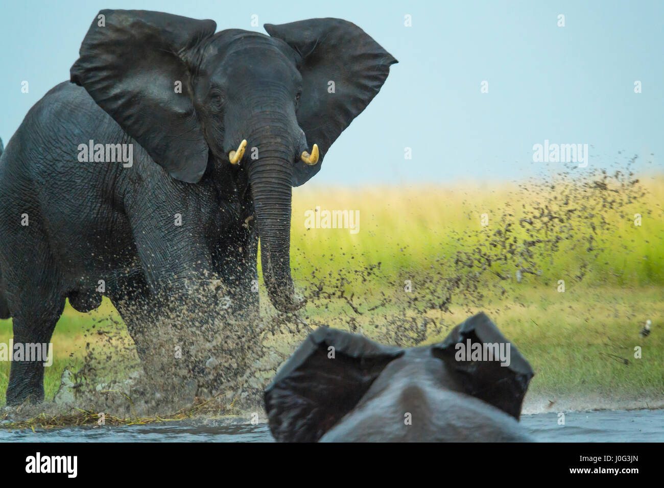 Elephant riprodurre la carica altro elefante, Chobe Nat Pk, Botswana, Africa Foto Stock