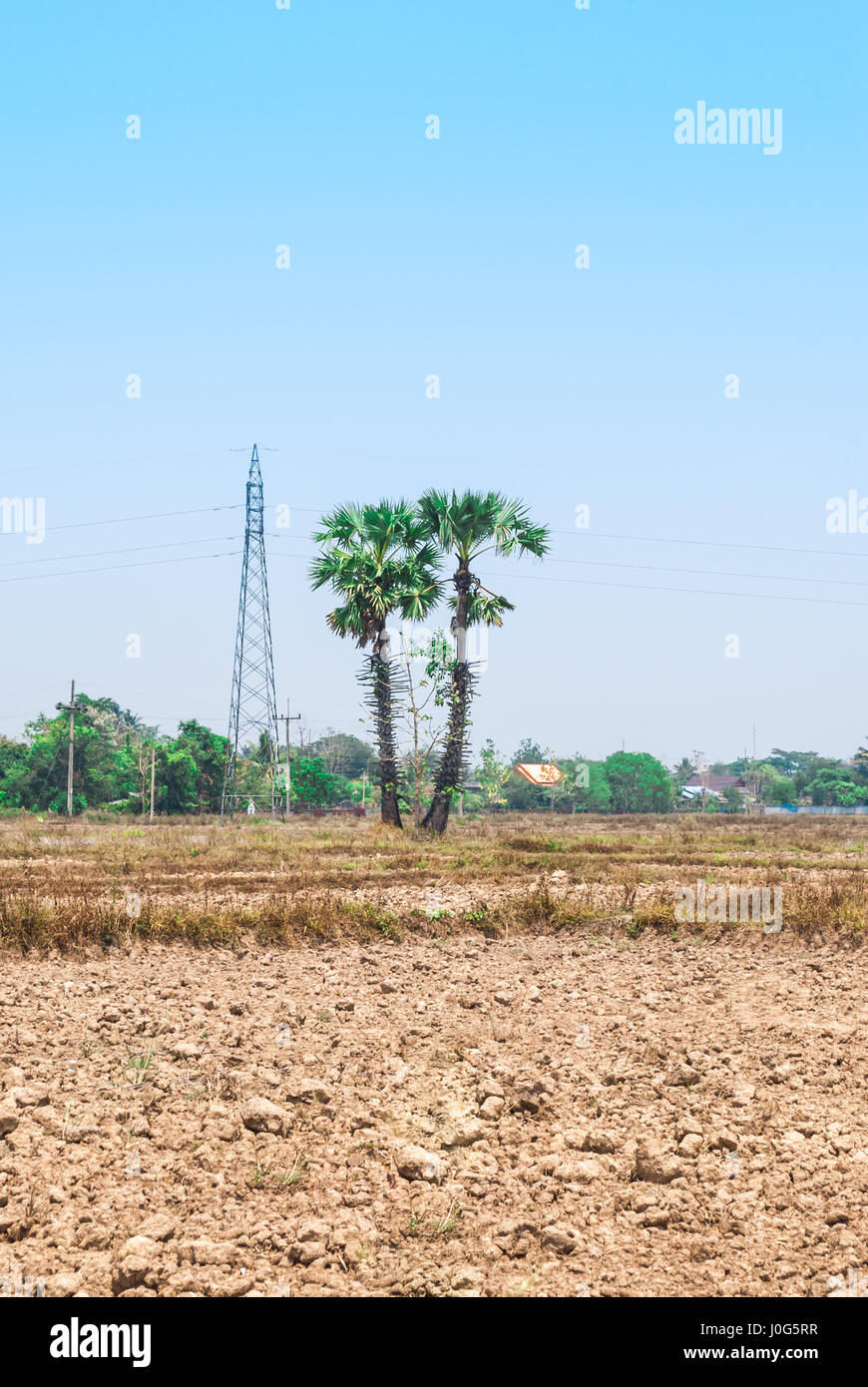 Paio di Asian Palmyra/ Brab/ dopp/ Ventola Lontar// Toddy/ Tala/ Vini Palm/ Borassus Flabellifer nelle zone rurali Foto Stock