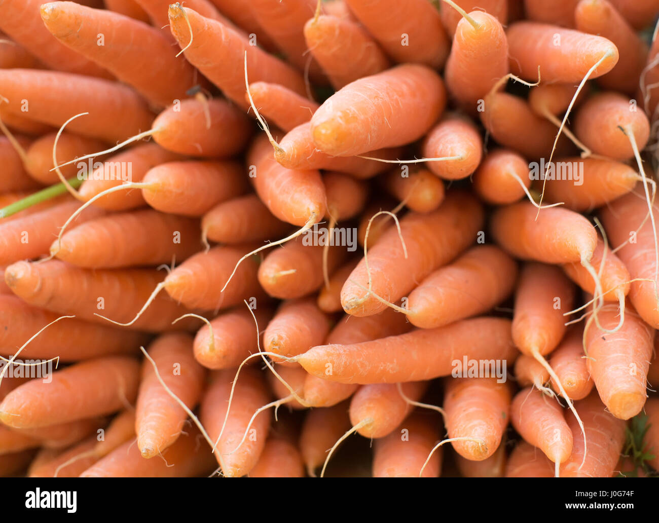 Configurazione di molte orange le carote fresche in stallo del mercato Foto Stock