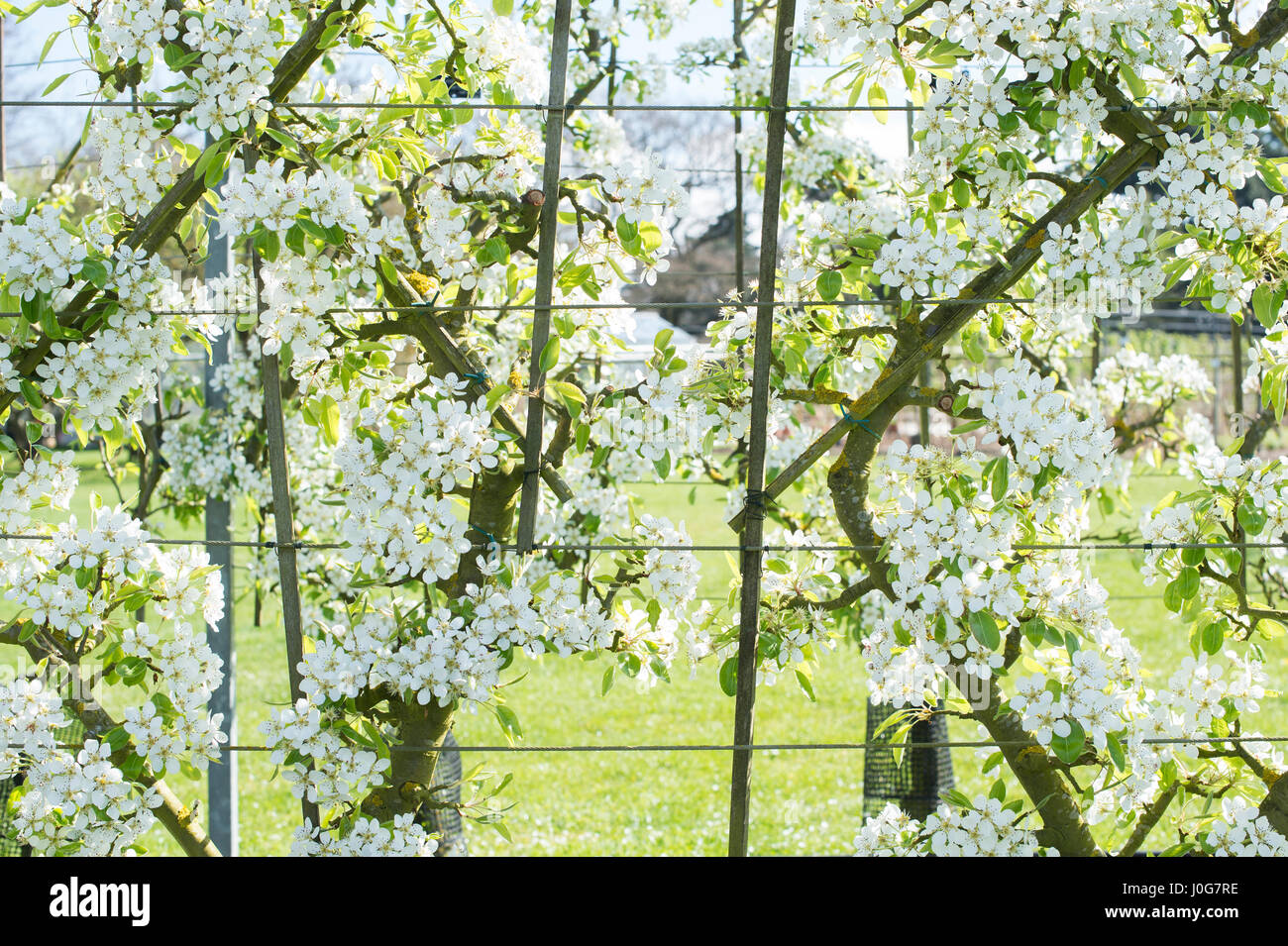 Pyrus communis 'Louise Bonne di Jersey". Pera 'Louise Bonne di Jersey " spalliera di alberi in fiore. RHS Wisley Gardens, Surrey, Inghilterra Foto Stock