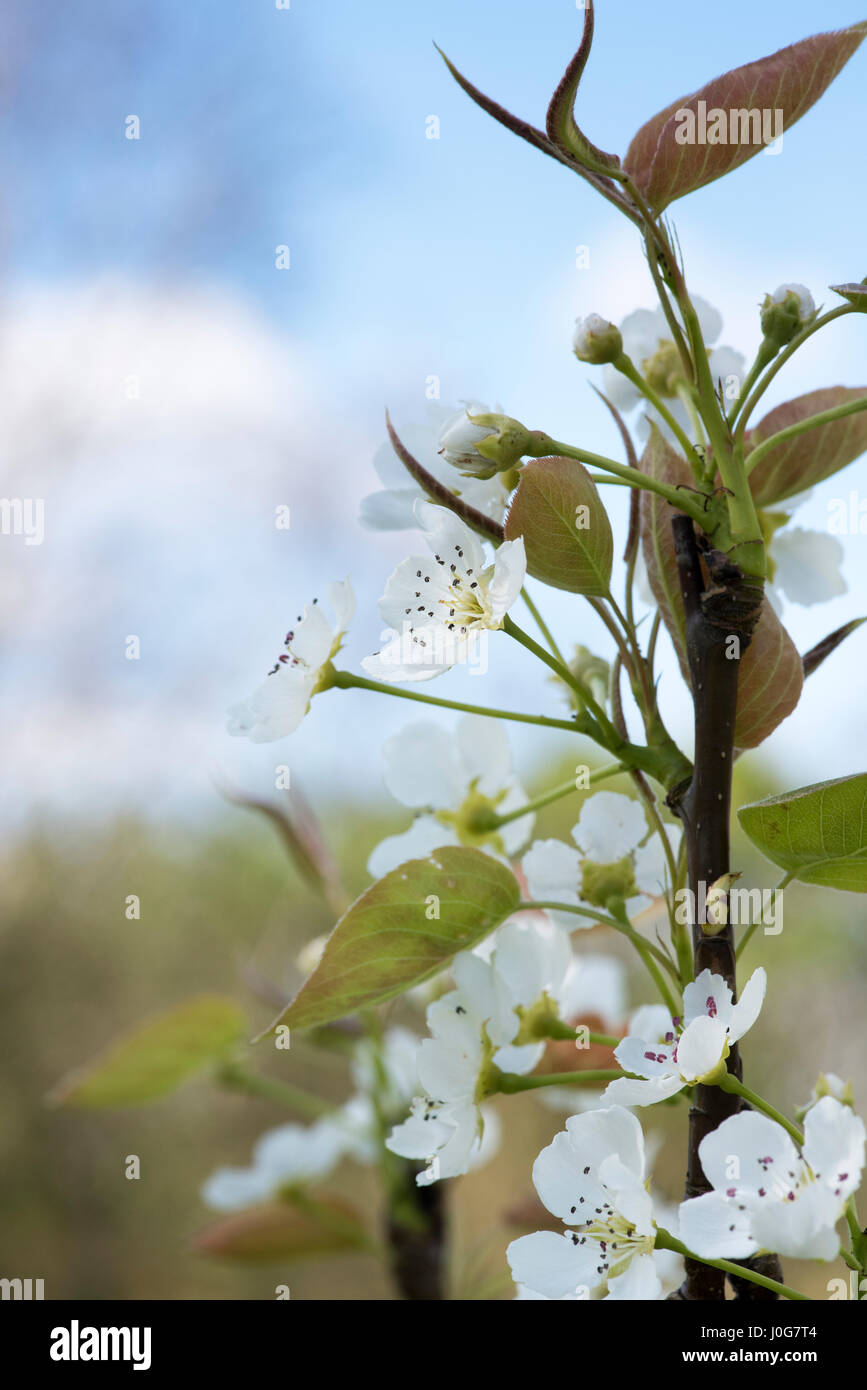 Pyrus pyrifolia var. ghouzouri. Asian Pear Tree fiorisce in primavera. Regno Unito Foto Stock