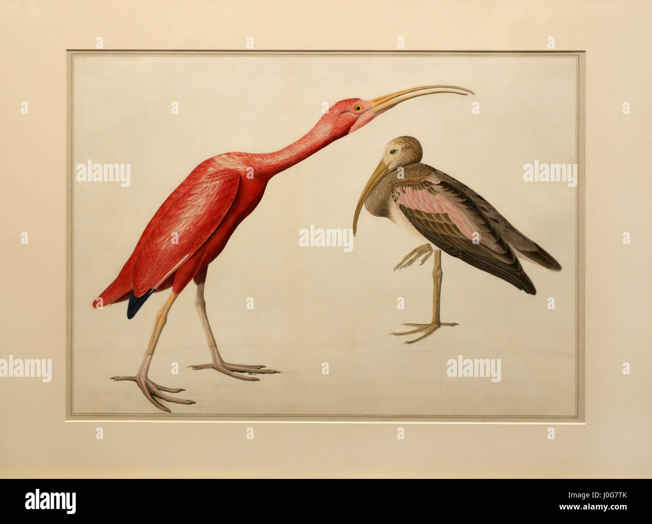 John James Audubon bird pittura - Scarlet Ibis, studio per Havell, preparatori per gli uccelli d'America. Foto Stock