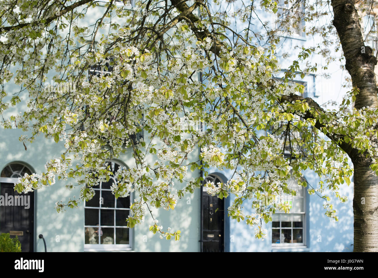 La fioritura dei ciliegi nella parte anteriore del case a schiera in St Clements Street, Oxford, Oxfordshire, Inghilterra Foto Stock