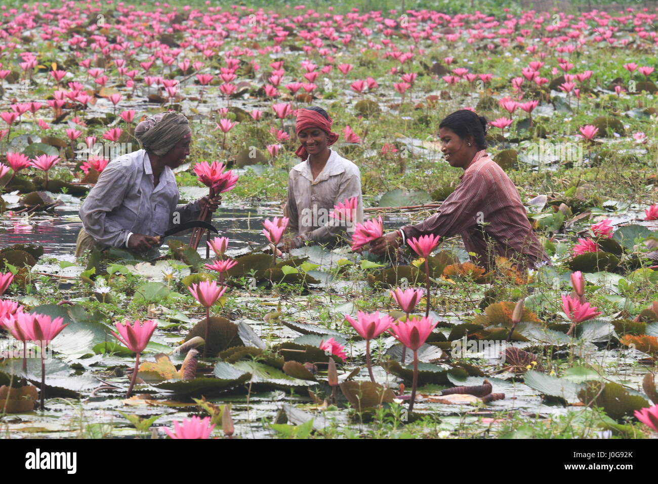 I lavoratori di raccogliere acqua stocchi di gigli di palude Shatla a Ujirpur in Barisal. I loro steli sono consumati come prelibatezze. Barisal, Bangladesh Foto Stock