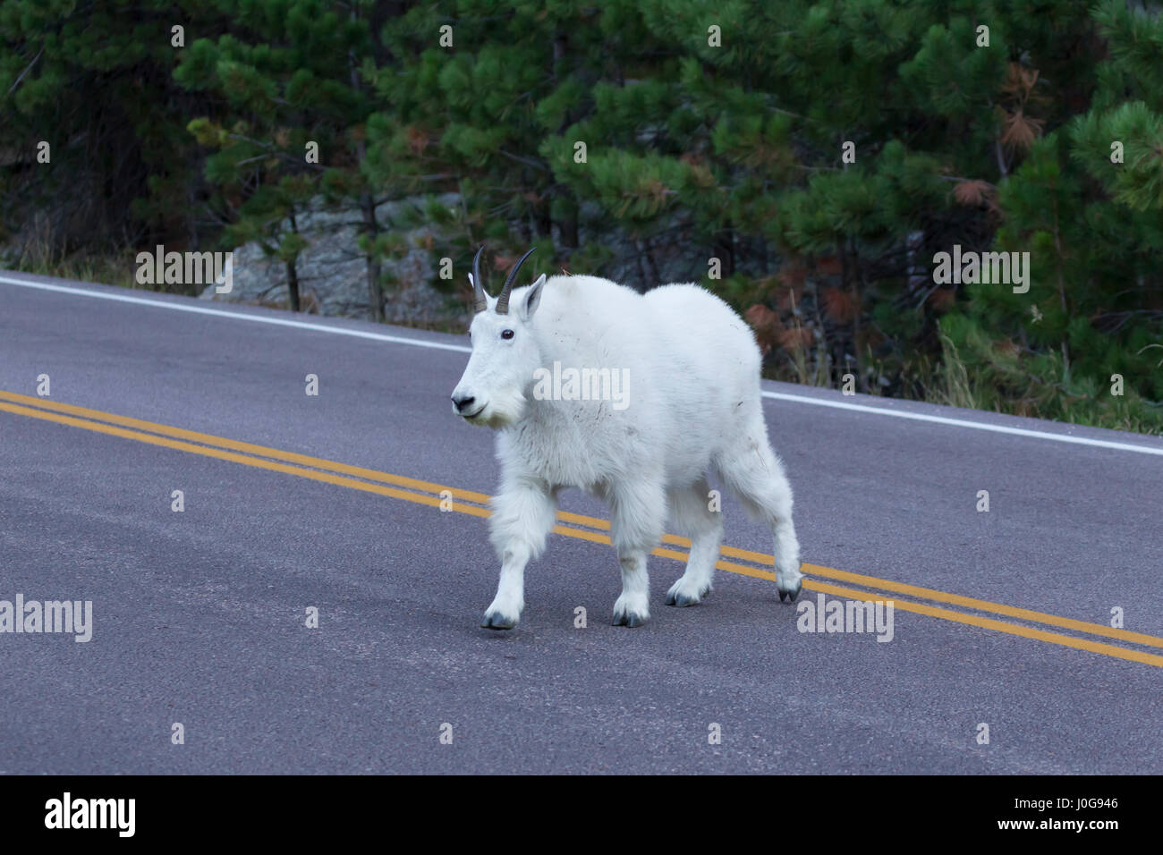 Capre di montagna (Oreamnos americanus) attraversando la strada, Mt Rushmore monumento nazionale, SD, STATI UNITI D'AMERICA Foto Stock