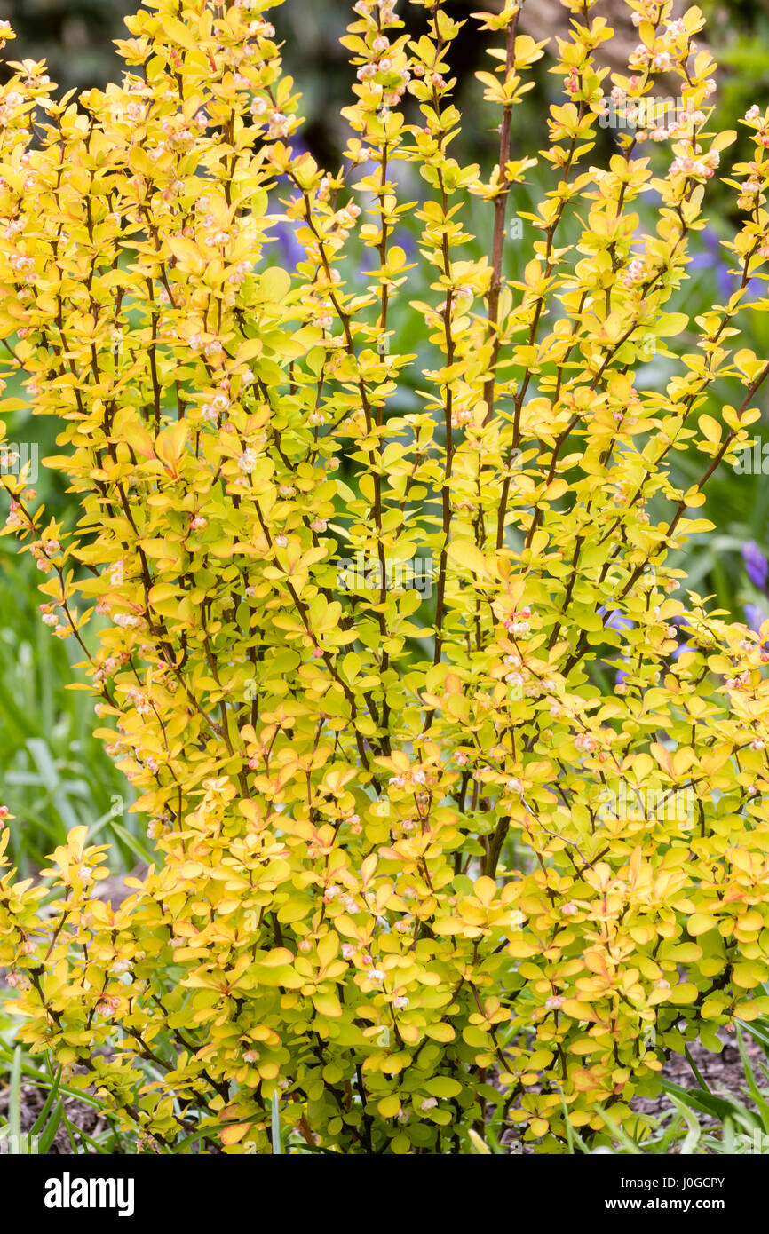 Il fogliame di colore giallo di hardy deciduo crespino, Berberis thunbergii 'Maria' Foto Stock