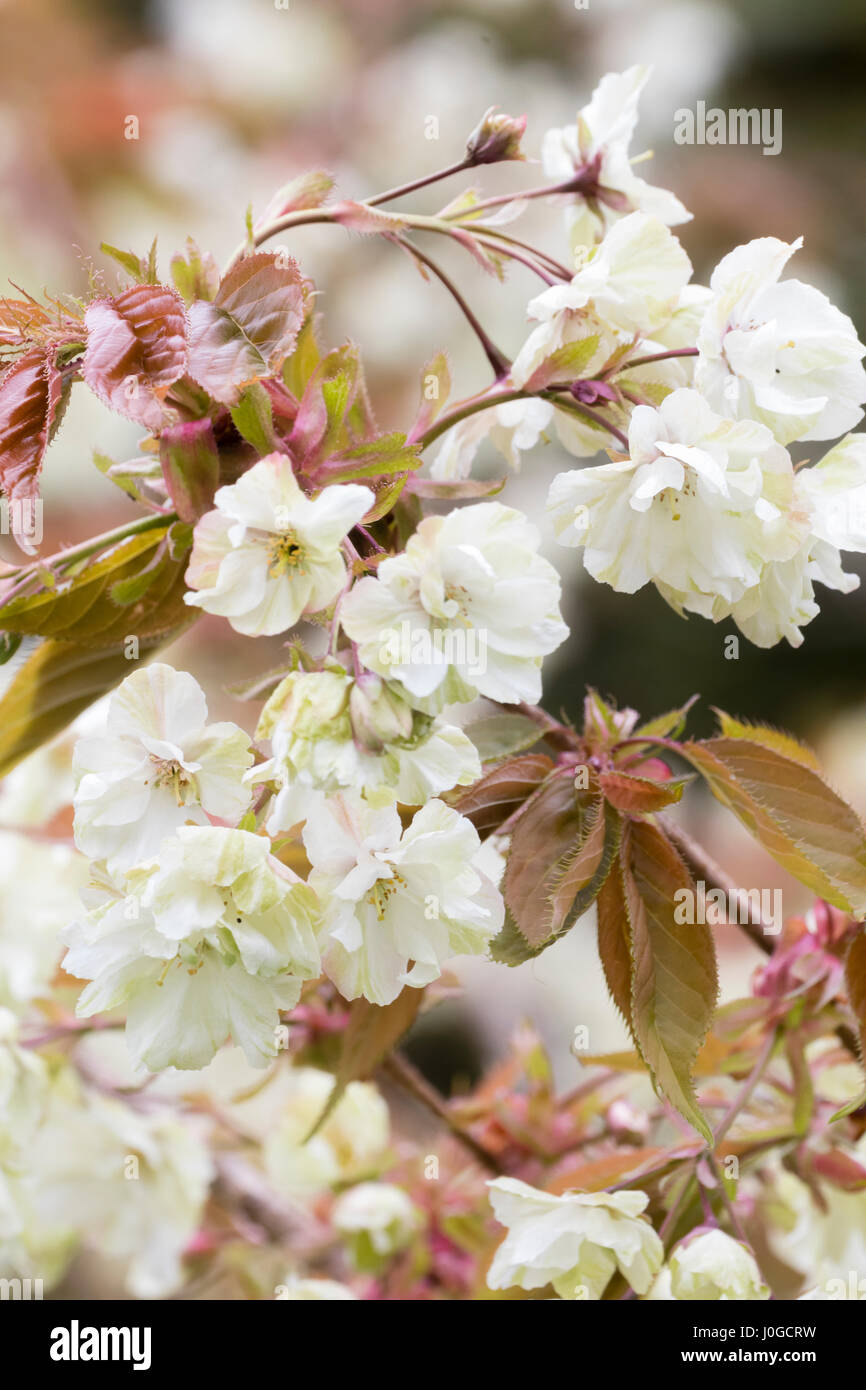Verde venato bianco dei fiori di ciliegio ornamentale, Prunus 'Gyoiku', in contrasto con i giovani bronzato fogliame Foto Stock