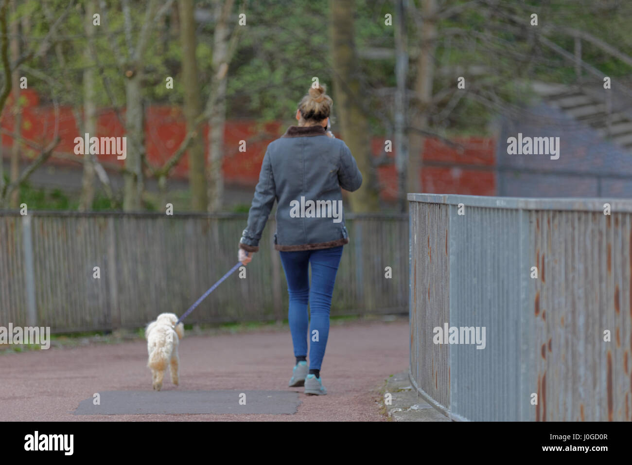 Giovane donna su pfone mobile mentre si cammina cane barboncino camminare da solo nella città Foto Stock