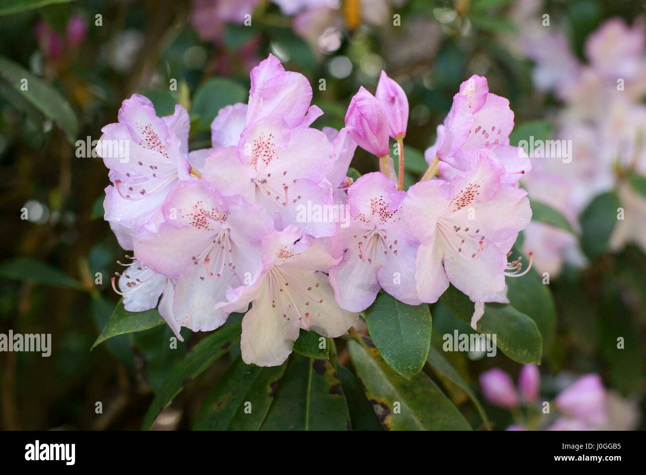 Rhododendron 'Mrs Charles E. Pearson' Foto Stock