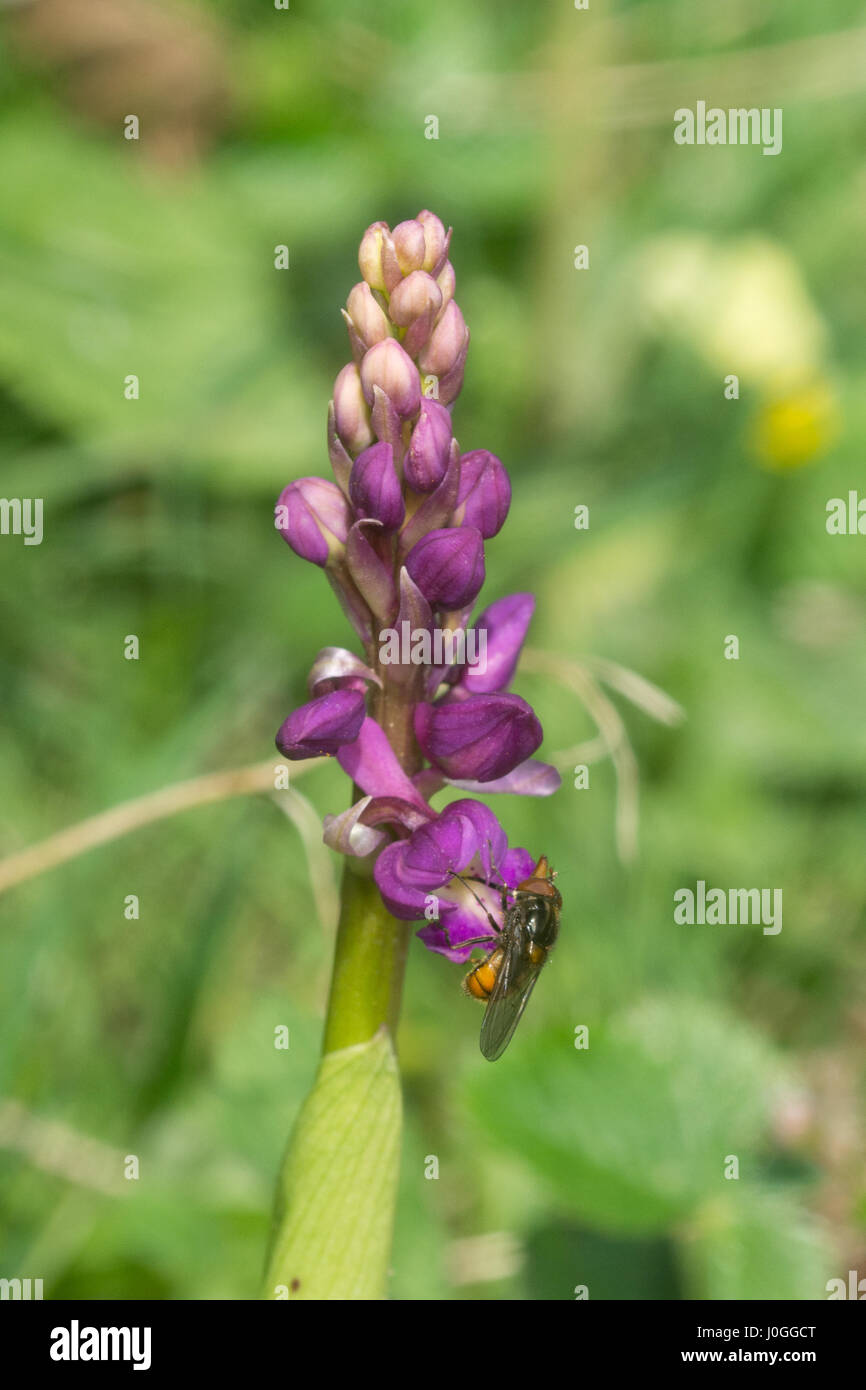 Hoverfly su un inizio di orchidea viola (Orchis mascula), Regno Unito Foto Stock