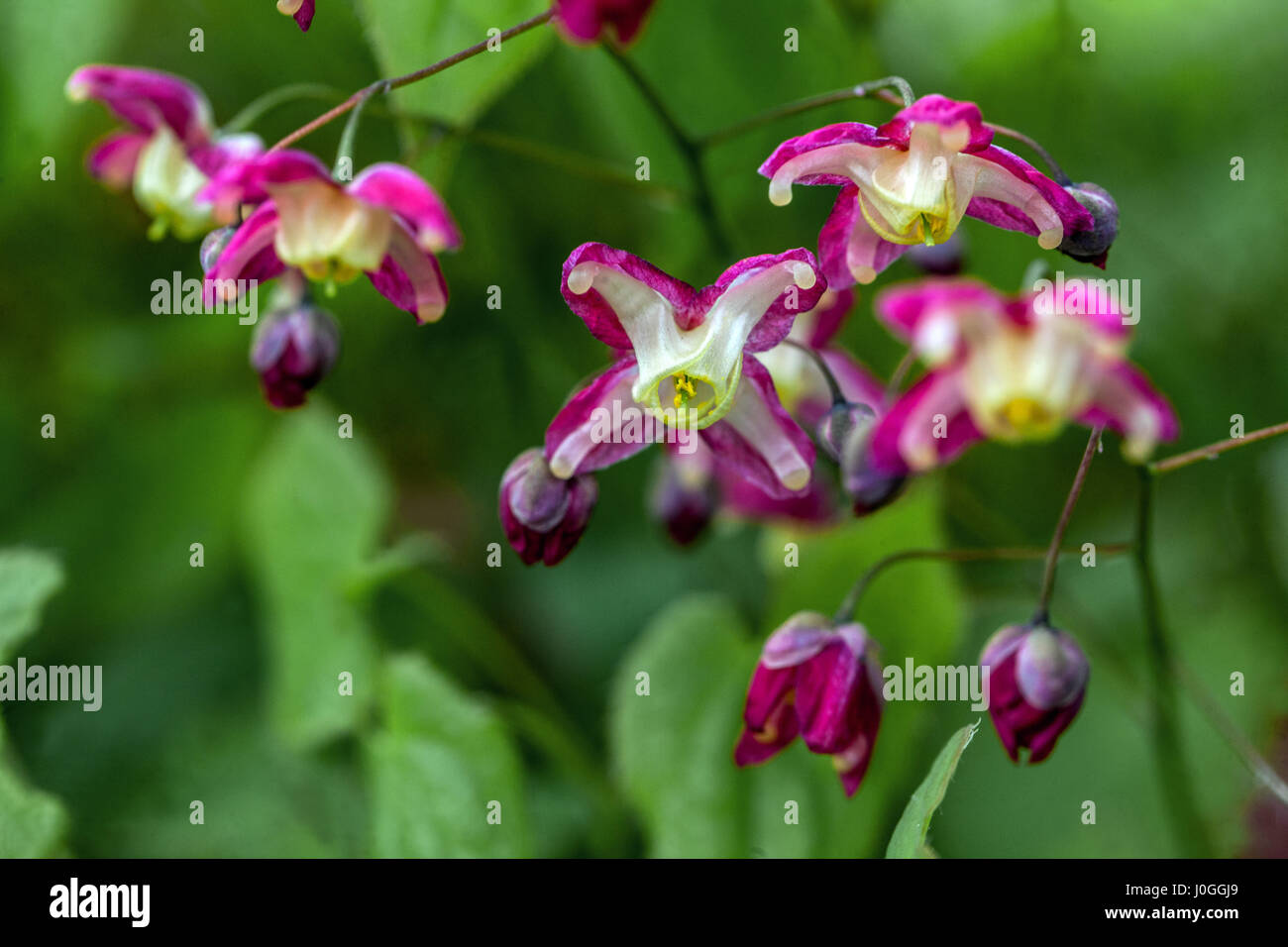 Epimedium rubrum in fiore, barrenwort rosso Foto Stock