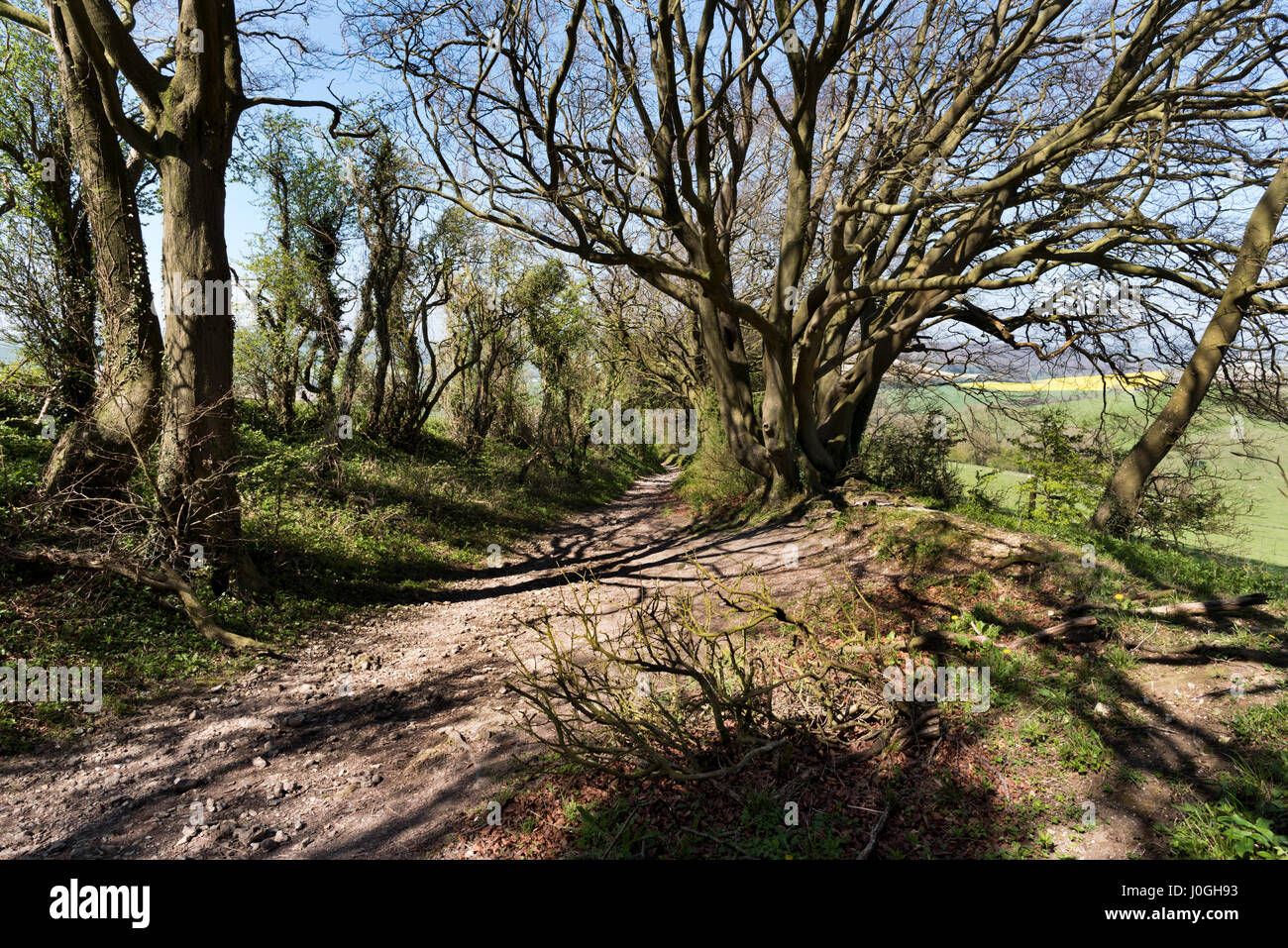 Il South Downs Way National Trail, con antico albero, East Meon, Hampshire, Regno Unito Foto Stock