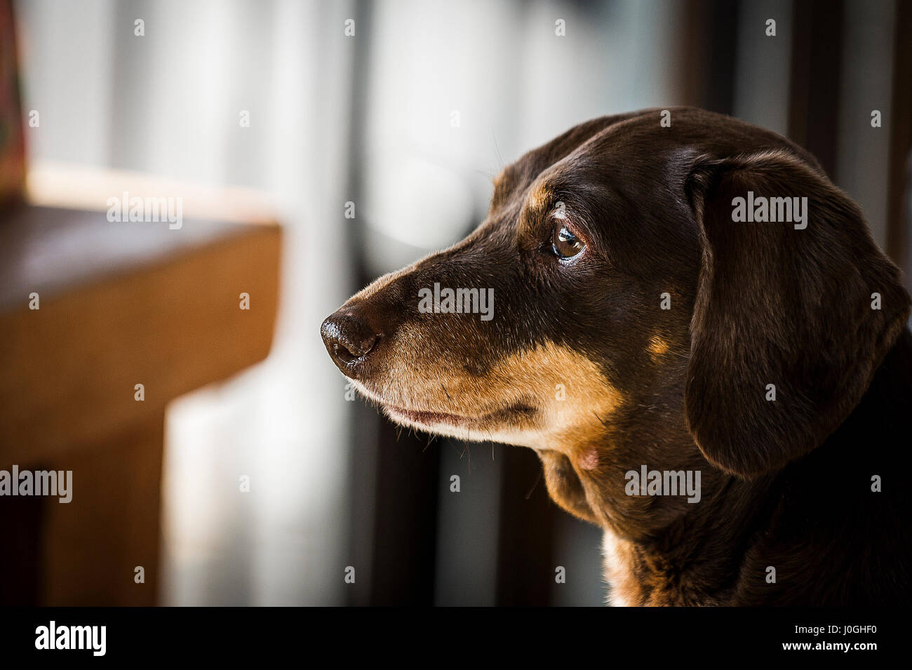 Cane Bassotto razza animale domestico animale distaccati Foto Stock