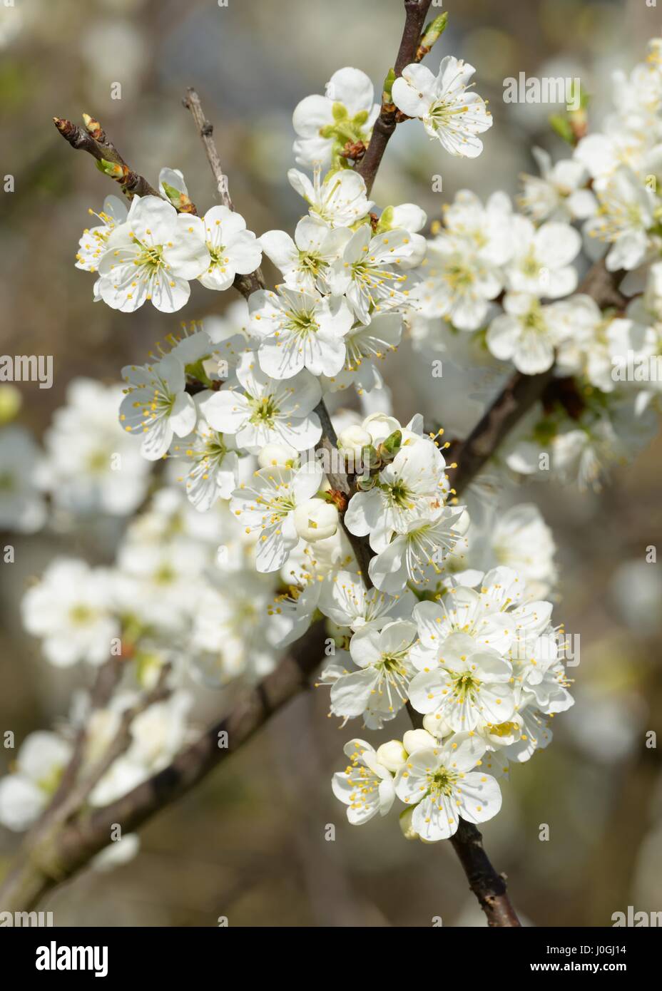 Cespuglio di biancospino (Crataegus monogyna) in fiore in primavera in Scozia, Regno Unito Foto Stock