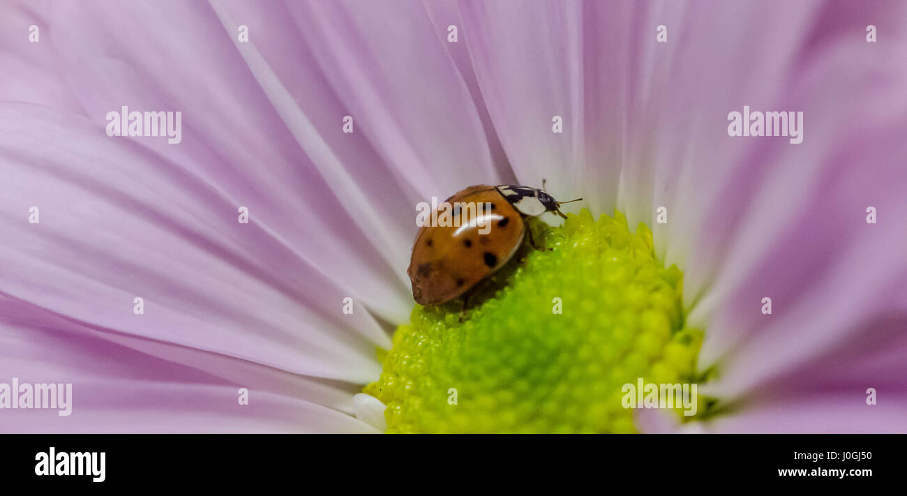 bug occupato Foto Stock