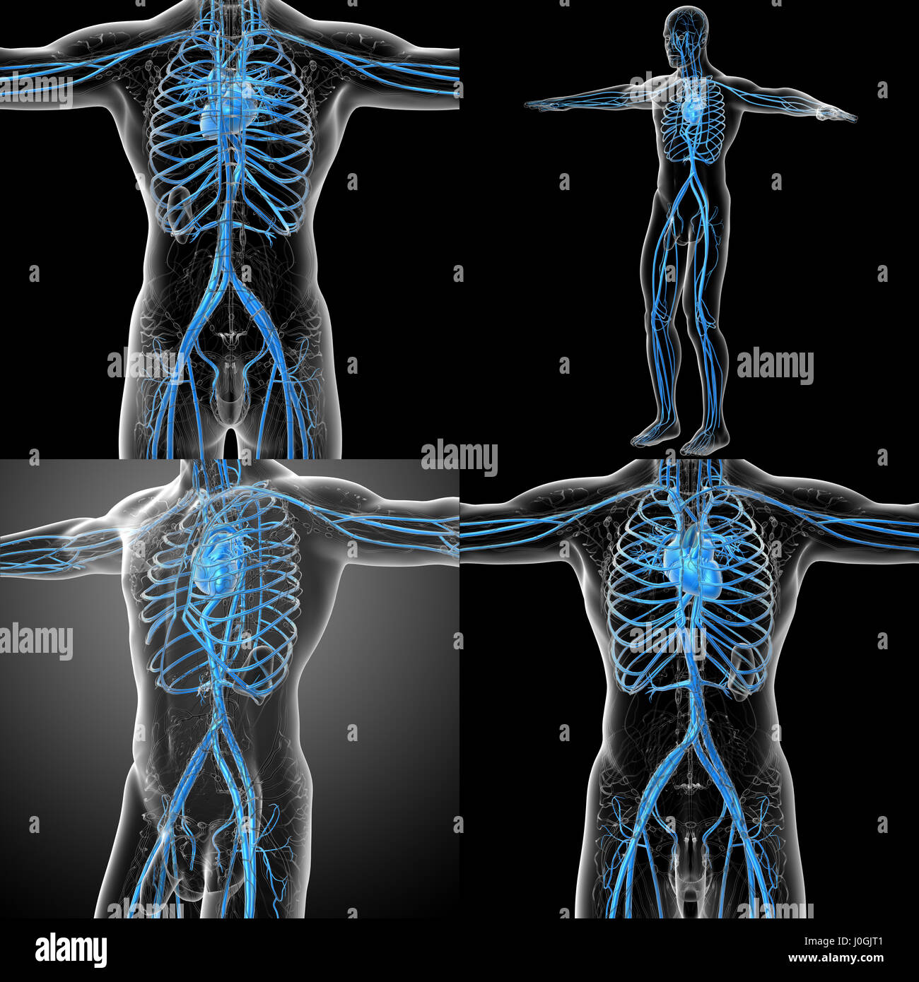 3D rendering medical illustrazione del sistema vascolare umano Foto Stock