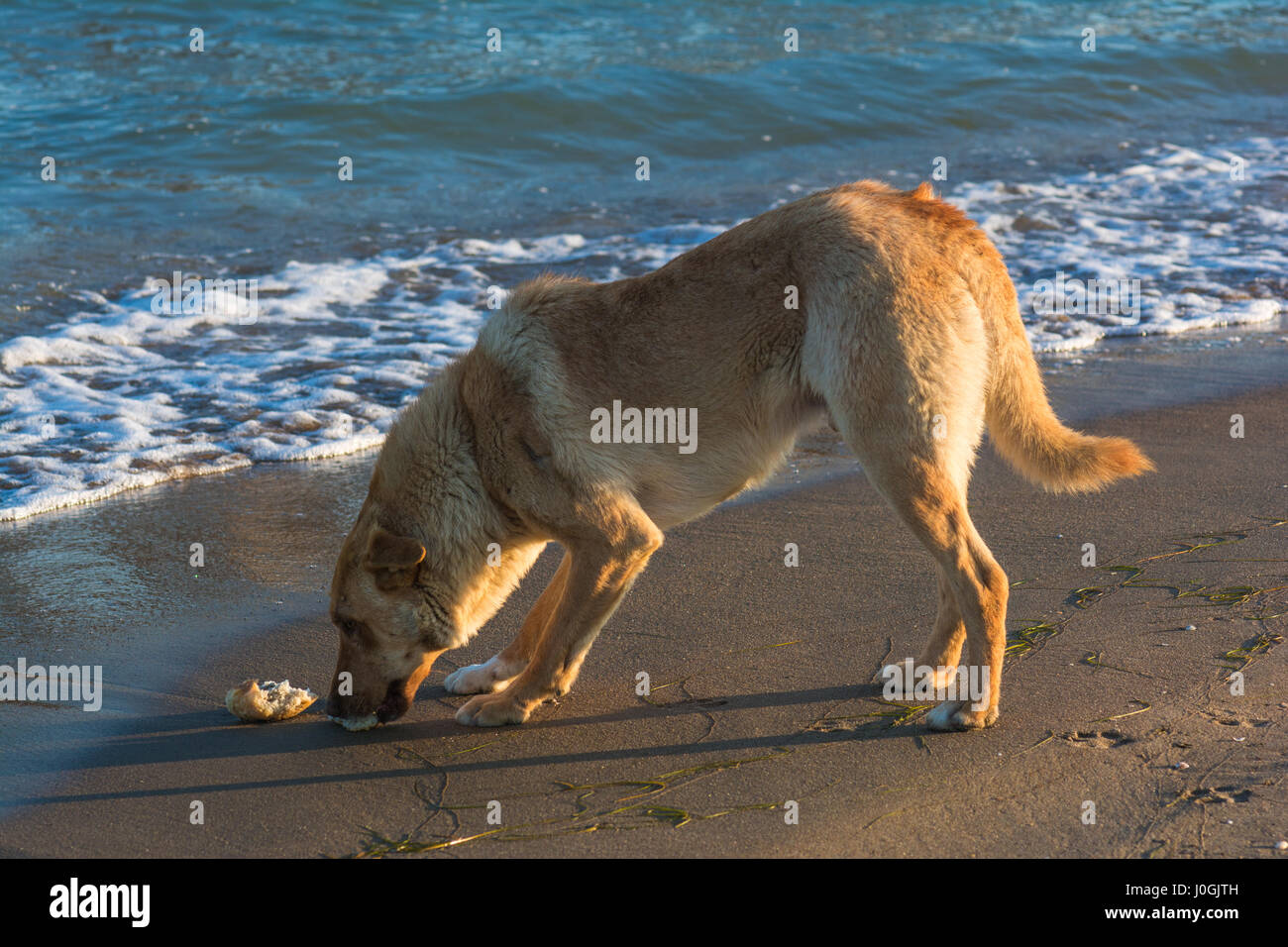 Cane senza casa Foto Stock