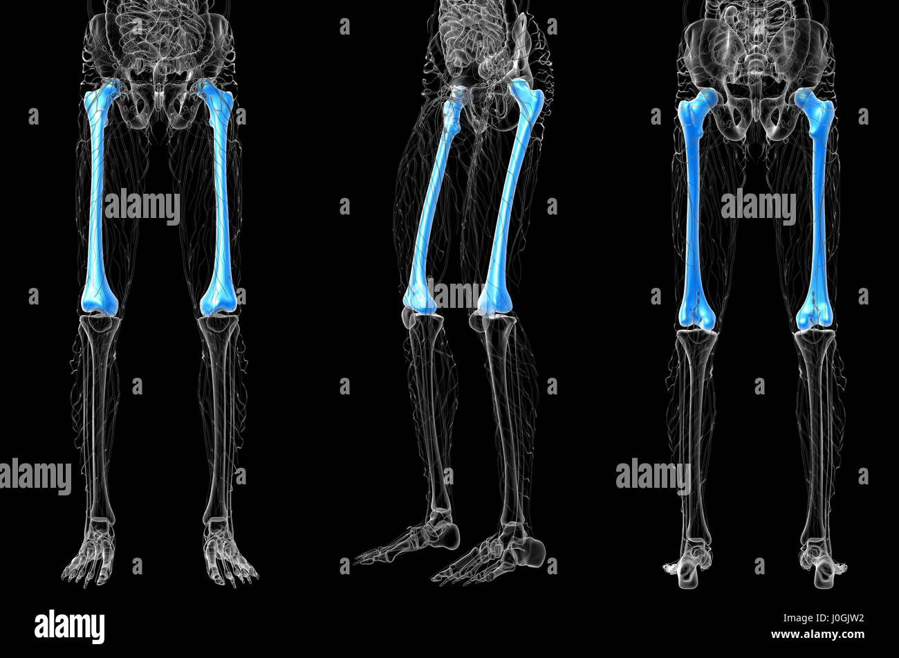 Rendering 3d Illustrazione medica dell'osso del femore Foto Stock