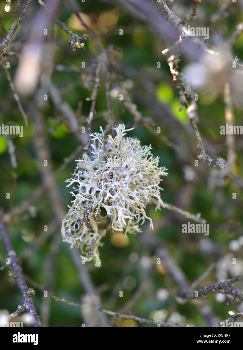 Frilly licheni come questo Usnea sono più resistenti di inquinamento e di crescere sui rami di alberi Foto Stock