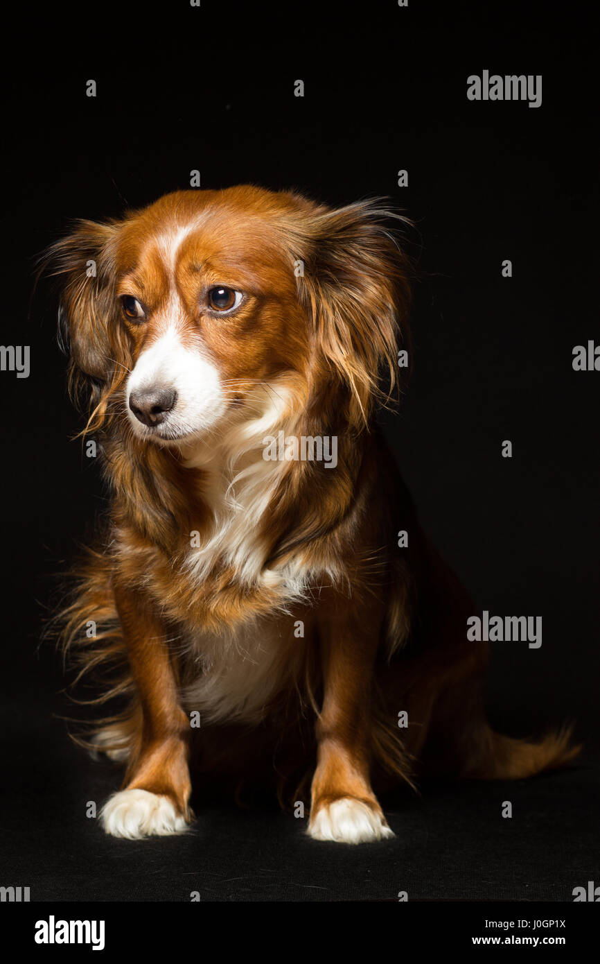 Ritratto di un i capelli rossi mongrel dog su sfondo nero Foto Stock