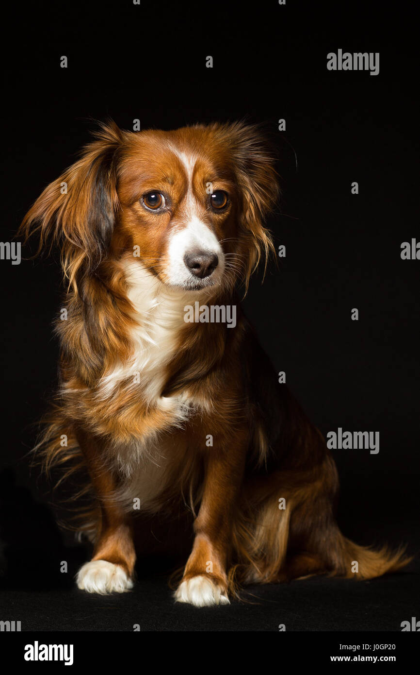 Ritratto di un i capelli rossi mongrel dog su sfondo nero Foto Stock
