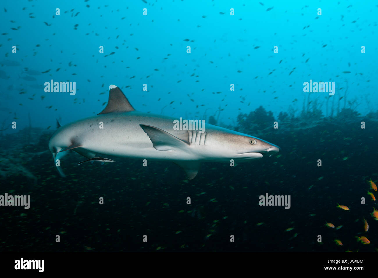 Whitetip Reef Shark, Triaenodon obesus, Felidhu Atoll, Maldive Foto Stock