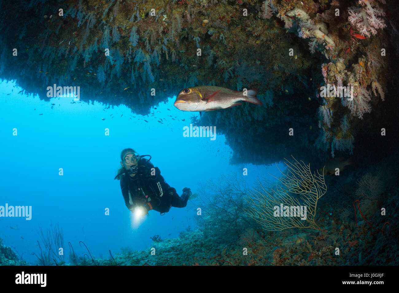 Scuba Diver esplorazione di sbalzo, Felidhu Atoll, Maldive Foto Stock