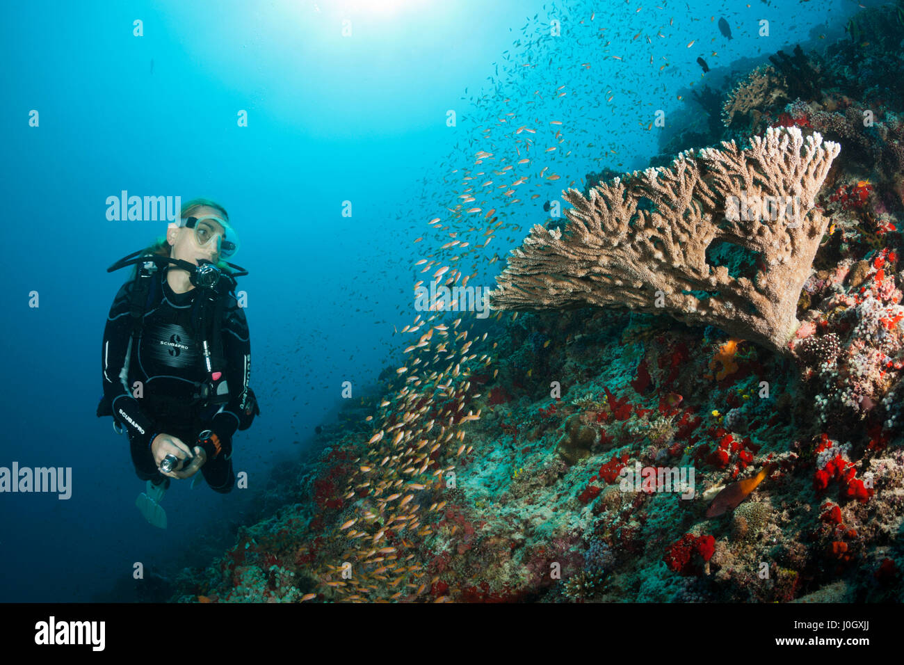 Scuba Diver al Coral Reef, Felidhu Atoll, Maldive Foto Stock