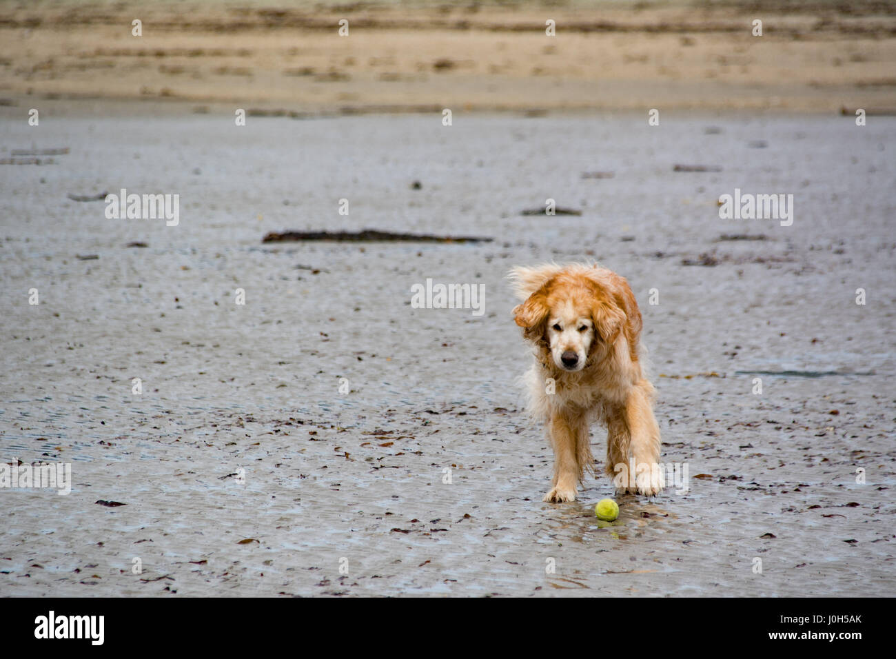 Marazion, Cornwall, Regno Unito. Il 13 aprile 2017. Regno Unito Meteo. Nonostante le nubi di questa mattina, parcheggi di Marazion erano il riempimento come villeggiante ha fatto il loro modo attraverso la passerella di St Michaels Mount, e trascorso un po' di tempo sulla spiaggia. Altre persone sono state godendo di paddle lezioni di imbarco. La temperatura era di 15 gradi C, con condizioni più soleggiato promesso. Credito: Simon Maycock/Alamy Live News Foto Stock