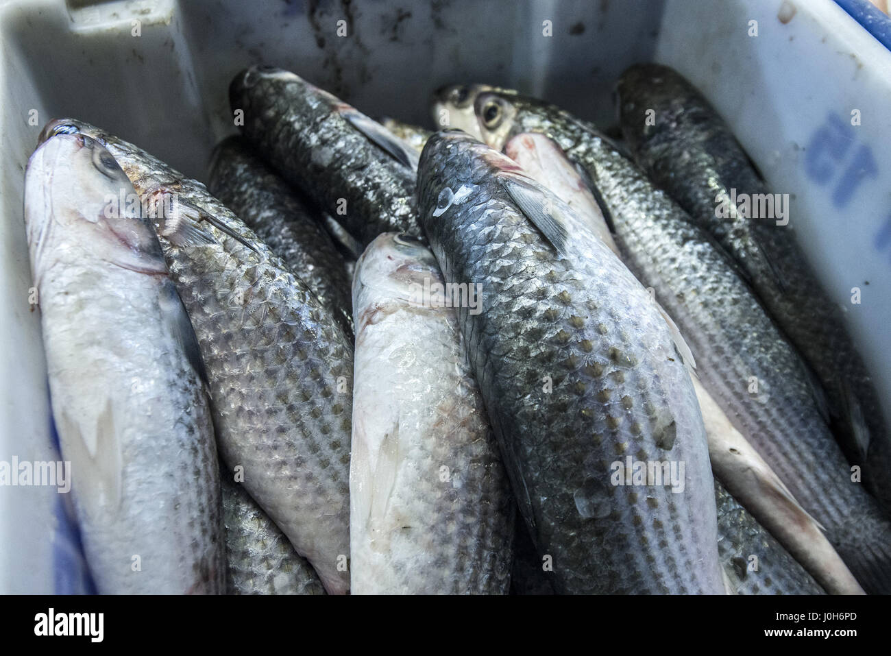 Aprile 13, 2017 - SÃ¢O Paulo, SÃ£o paulo, Brasile - intensa circolazione dei consumatori in cerca di pesce nel mercato del pesce in SÃ£o Paulo (SP), la mattina del giovedì (13), la vigilia del Venerdì Santo vacanza. Credito: Cris Faga/ZUMA filo/Alamy Live News Foto Stock