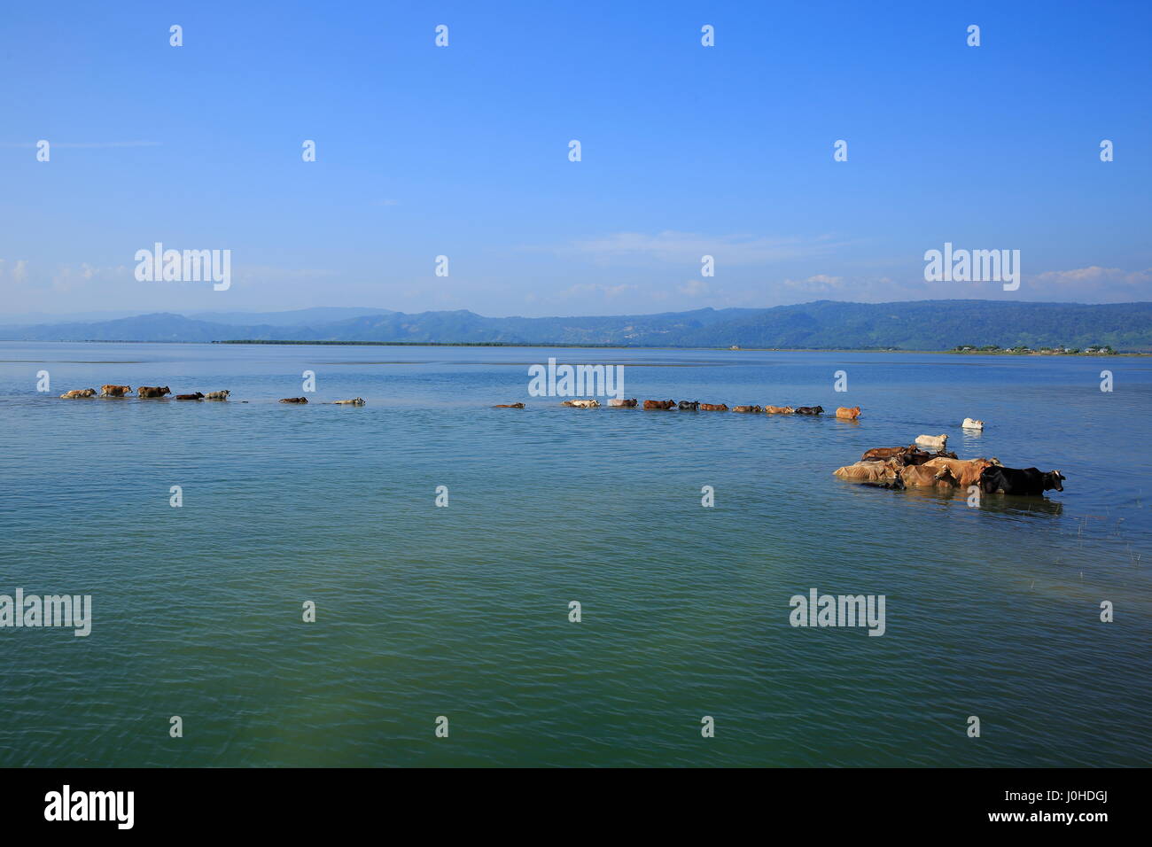 Bovini di attraversare una palude all'interno del Tanguar Haor, Sunamganj,Bangladesh. Foto Stock
