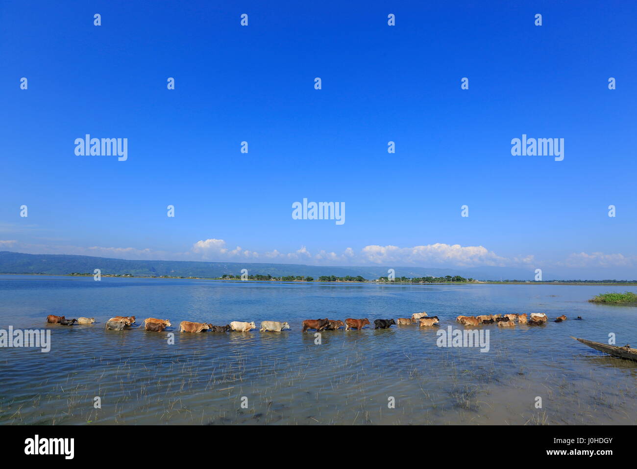 Bovini di attraversare una palude all'interno del Tanguar Haor, Sunamganj,Bangladesh. Foto Stock