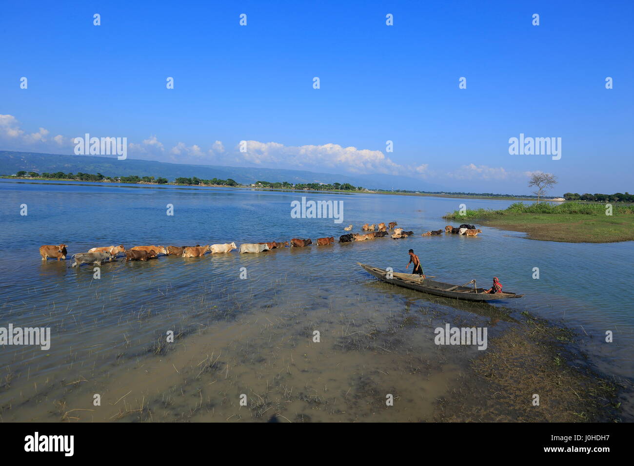 Bovini di attraversare una palude all'interno del Tanguar Haor, Sunamganj,Bangladesh. Foto Stock