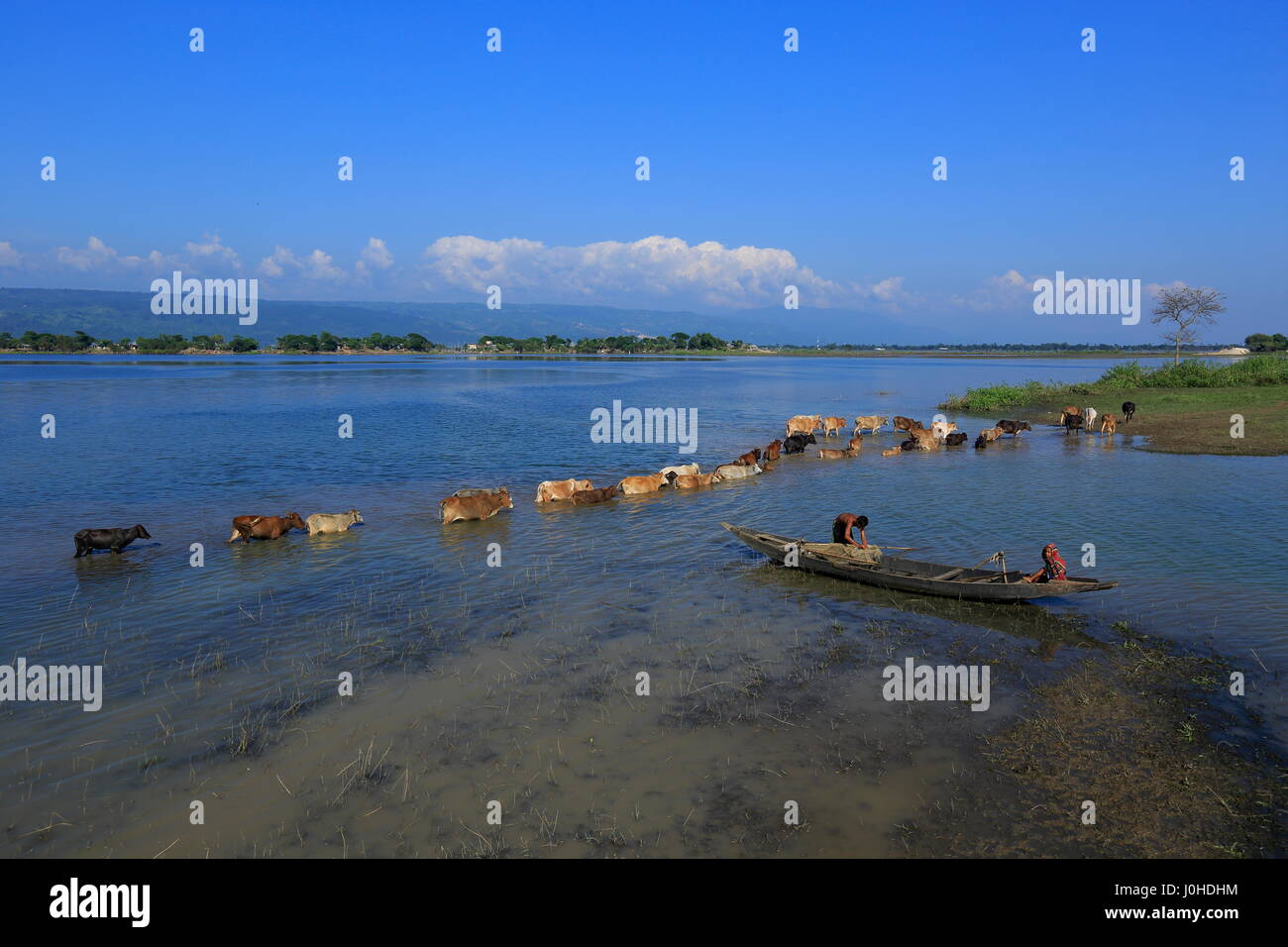 Bovini di attraversare una palude all'interno del Tanguar Haor, Sunamganj,Bangladesh. Foto Stock