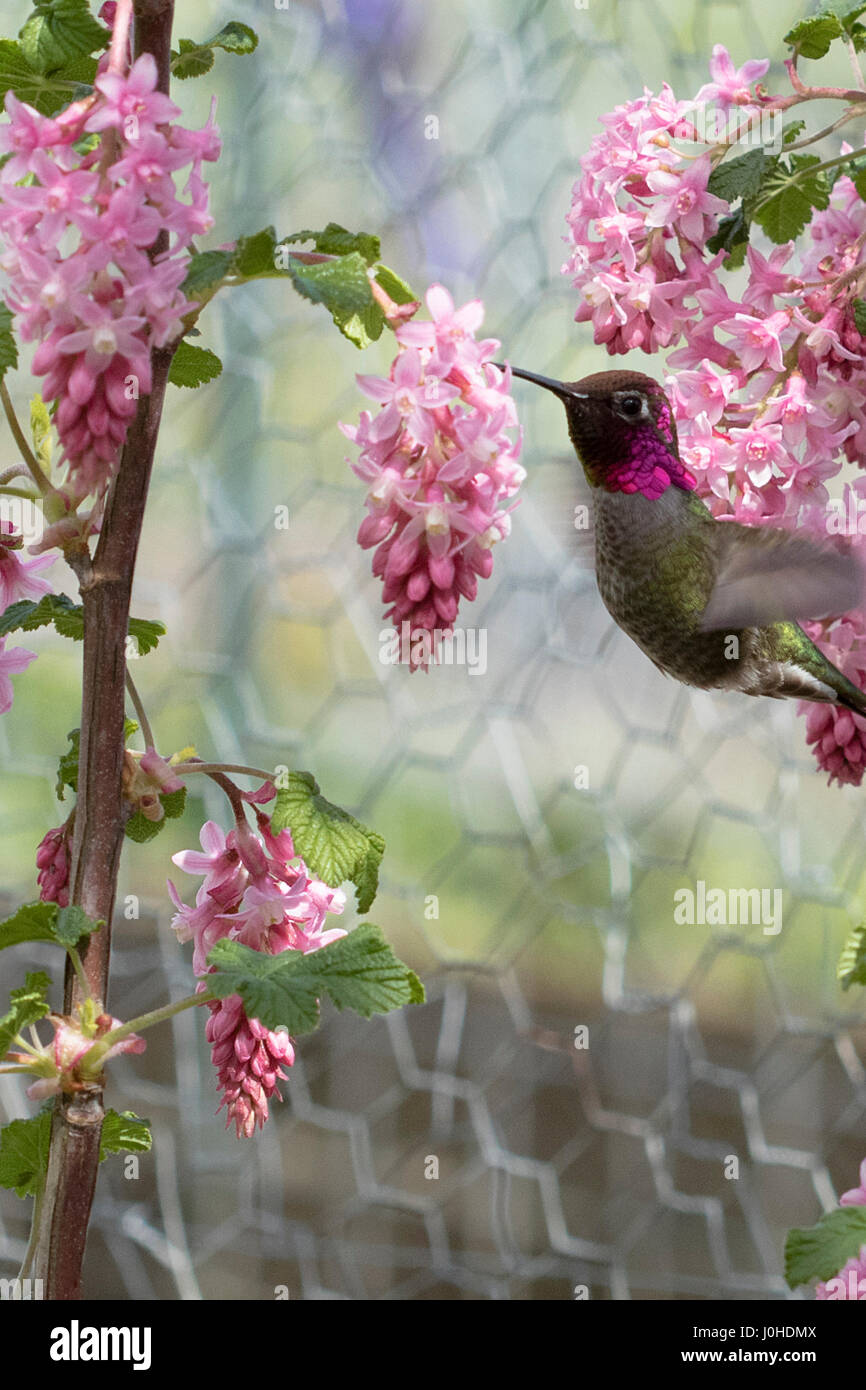 Un Anna's hummingbird feed da una fioritura rossa boccola corrente Foto Stock