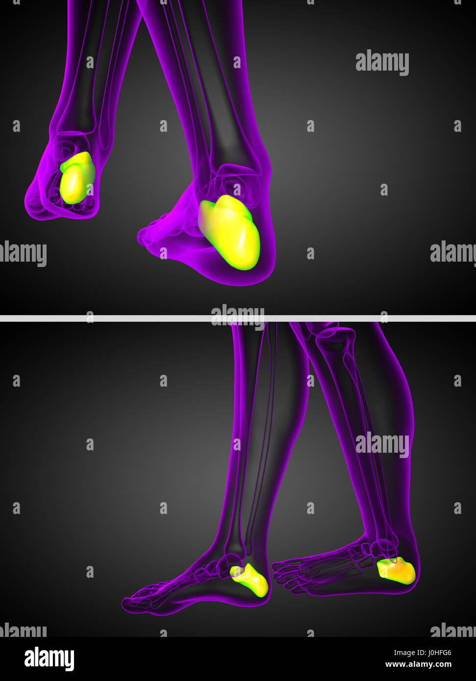 Rendering 3d Illustrazione medica del calcagno osso Foto Stock