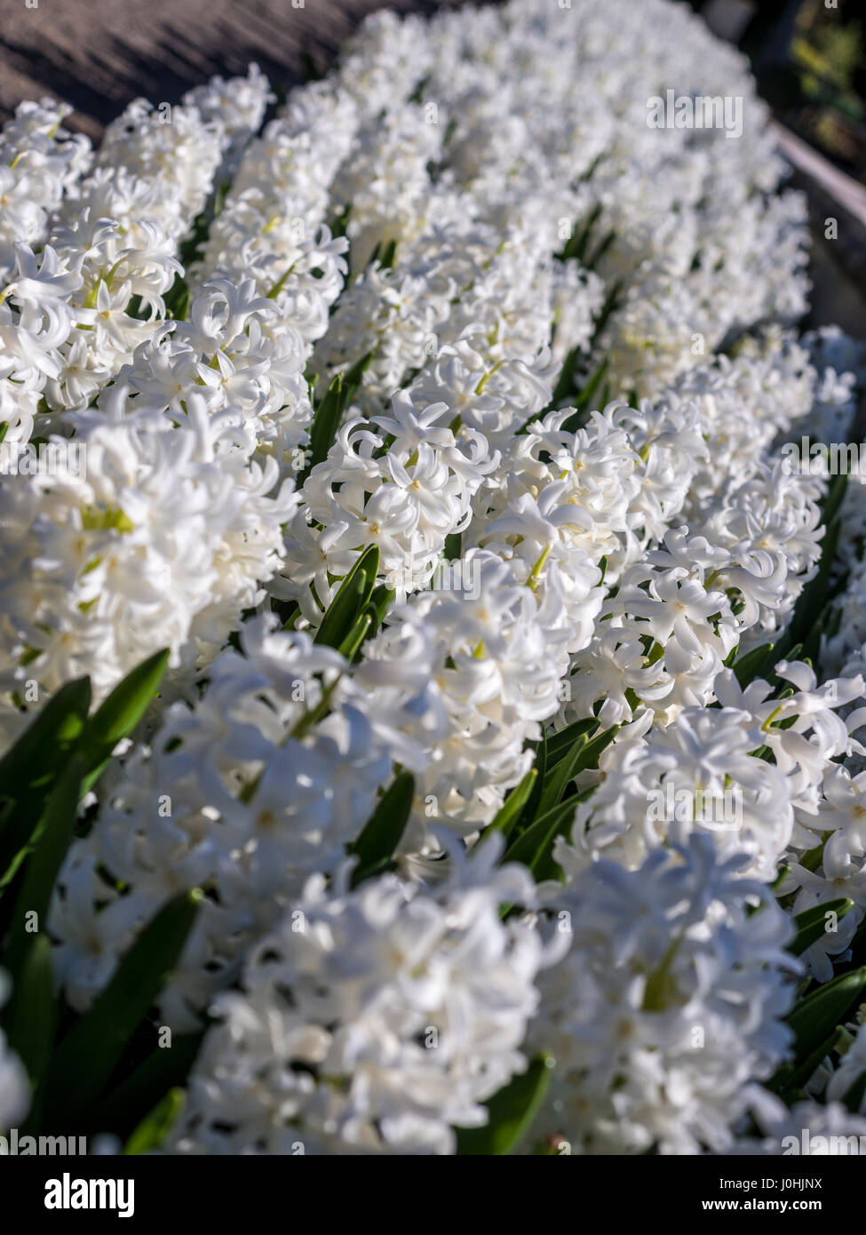 Giacinto bianco fioritura delle piante al di fuori Foto Stock