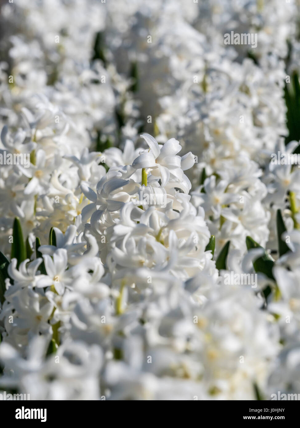 Giacinto bianco fioritura delle piante al di fuori Foto Stock
