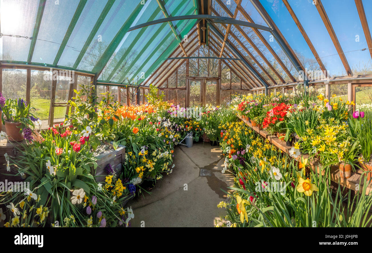 Serra piena di fiori di primavera Foto Stock