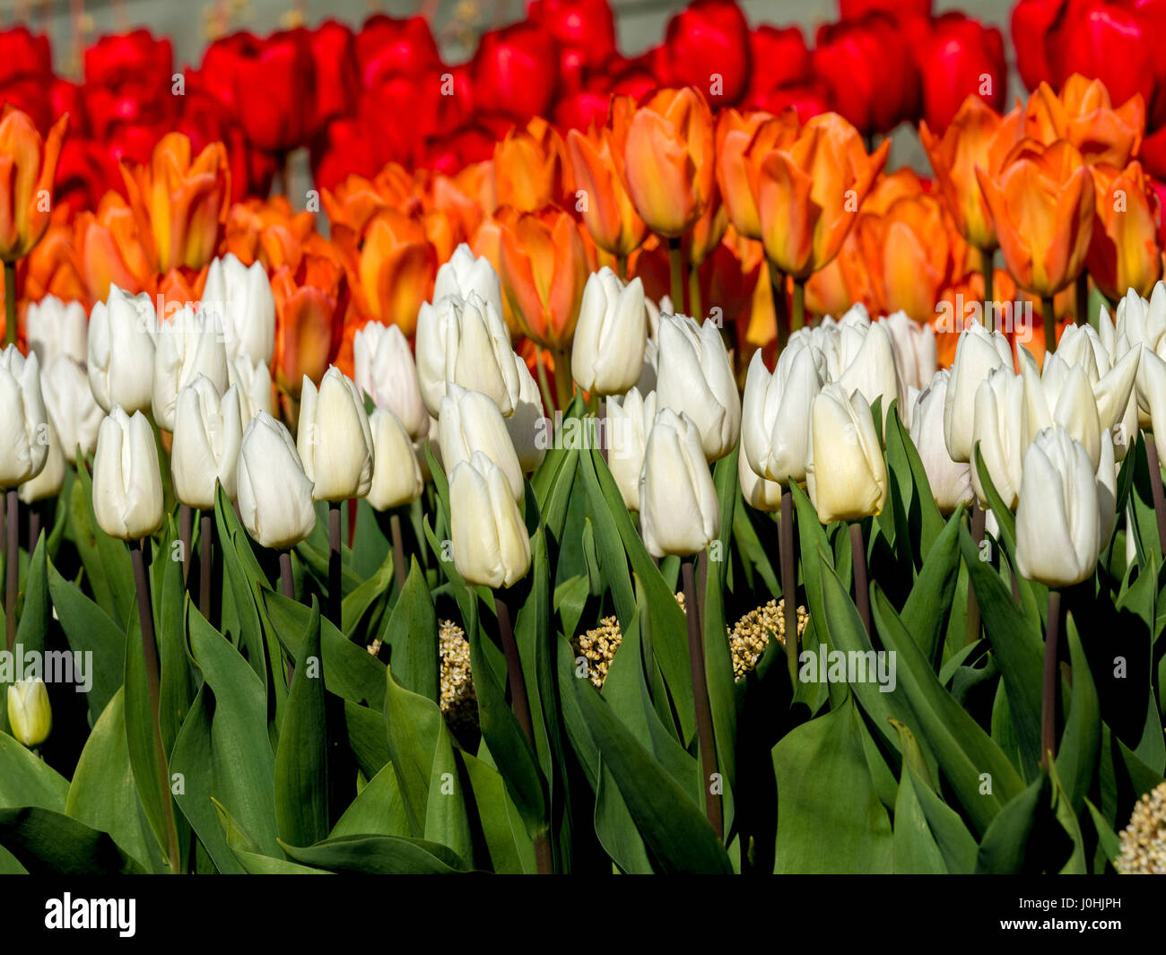 Bianco, arancione e tulipani rossi nella primavera del letto di fiori all'aperto Foto Stock